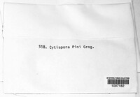 Cytospora pini image